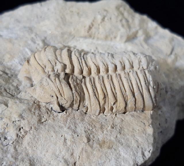 Sthenarocalymene celebra (RAYMOND 1916) - Bild © FossNet FossilienStore